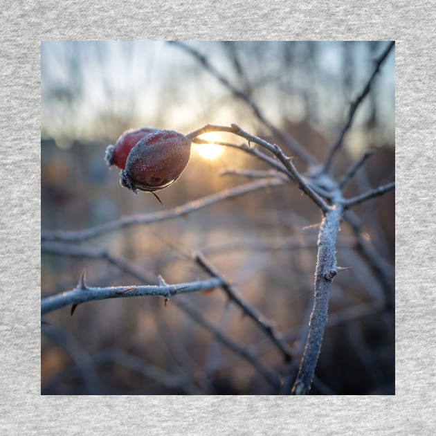 frosty rosehip on a branch by connyM-Sweden